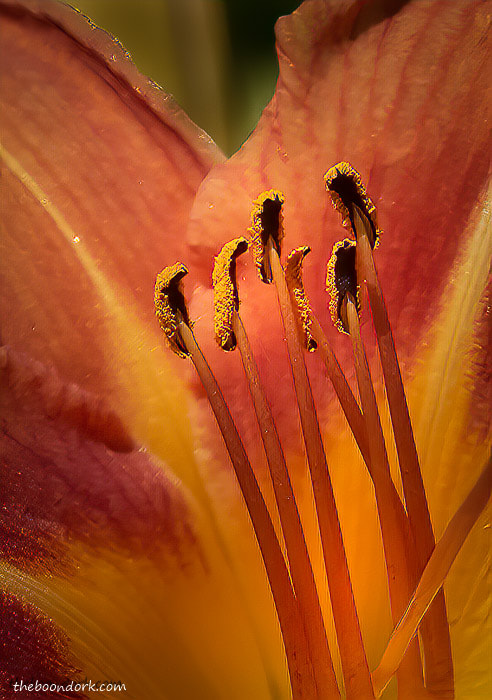 Close-up of Orange Flower Denver Colorado