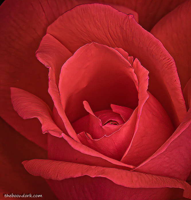 Denver Colorado red rose