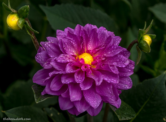 Purple flower Denver Colorado