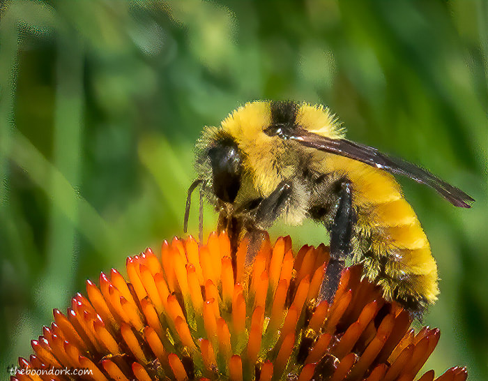 Bumblebee Denver Colorado 