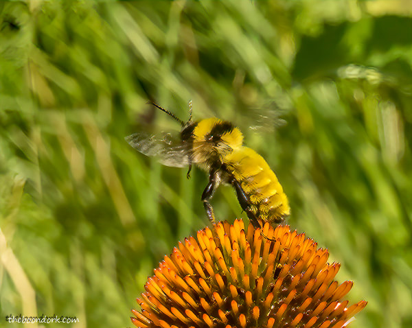 Bumblebee Denver Colorado