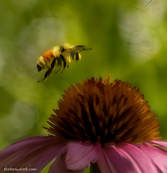 Bumblebee Denver Colorado