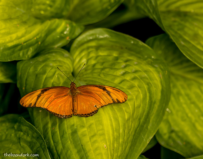 Butterfly on a leaf Denver Colorado