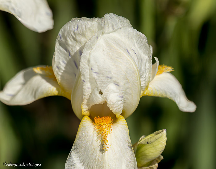 Denver Colorado Iris flower
