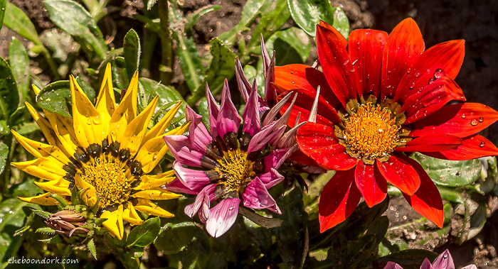 Colorful flowers Denver Colorado