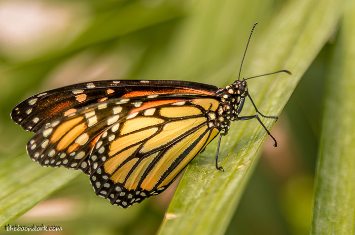 Monarch butterfly Denver Colorado