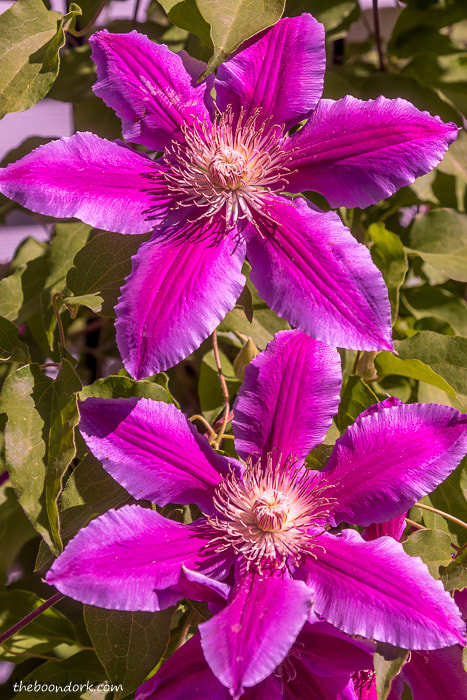 Purple flowers Denver Colorado