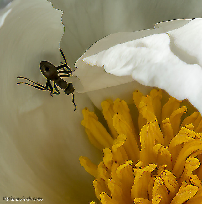 Ant In a white flower
