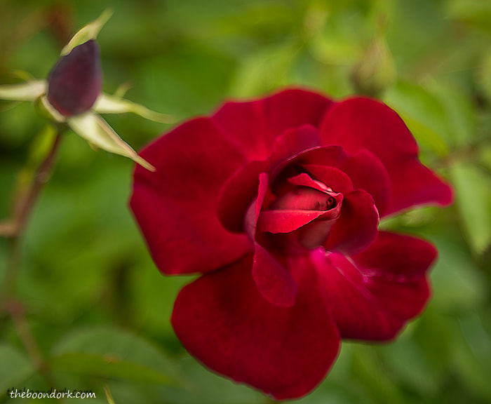 Denver Colorado red rose