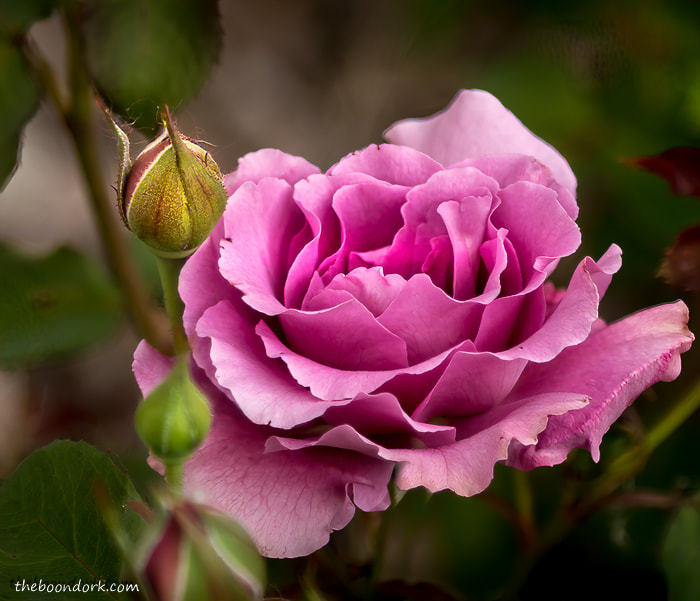 Pink rose Denver Colorado