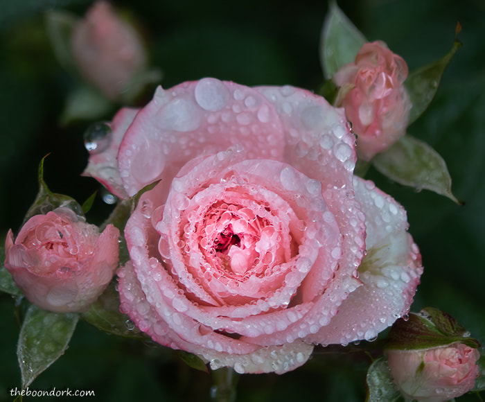 Rose in the rain Denver Colorado.