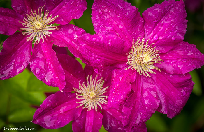 Pink flowers in the rain Denver Colorado