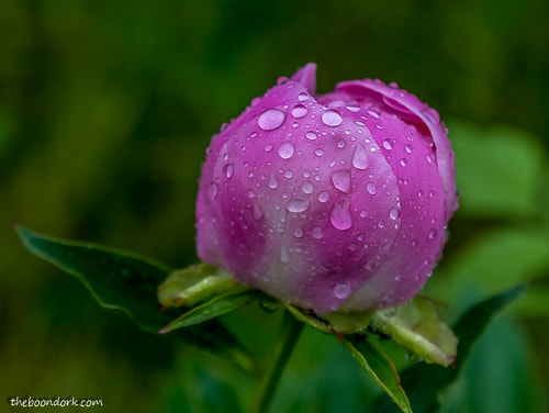 Pink flower in the rain denver