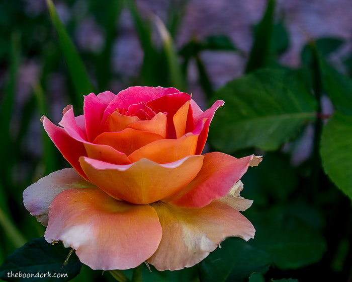 Denver Colorado pink rose