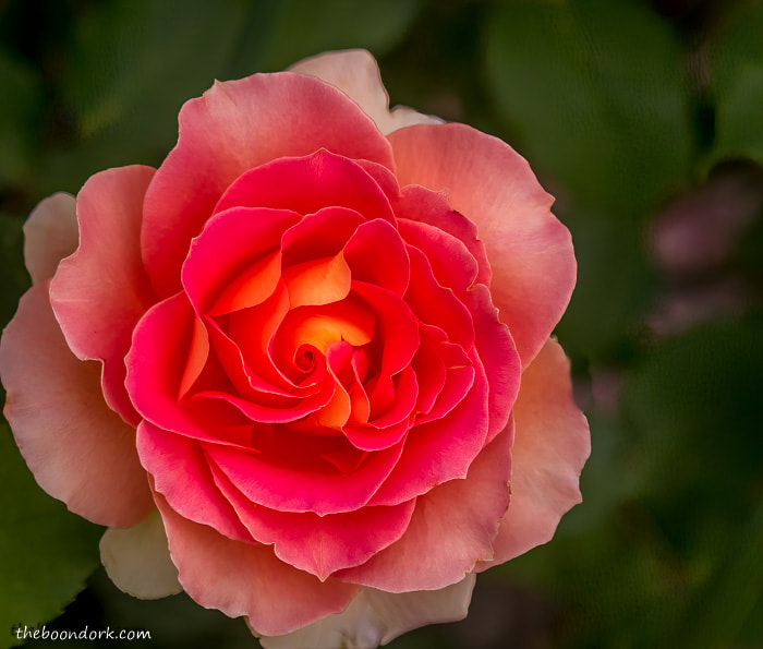 Pink rose Denver Colorado