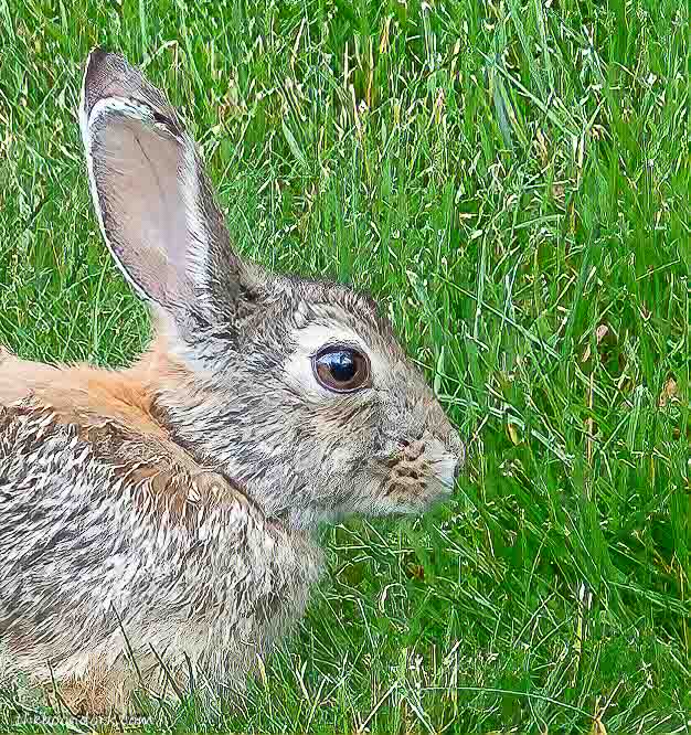 Colorado rabbit