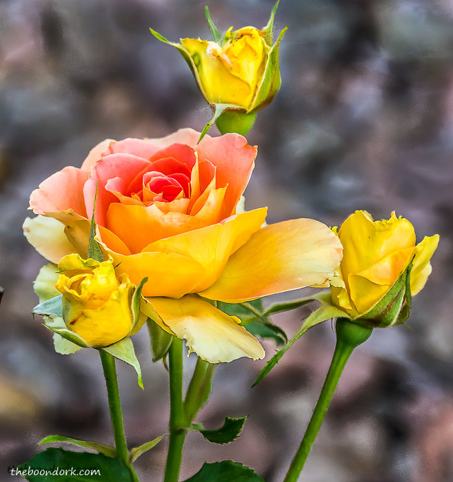 Pink and yellow rose Denver Colorado