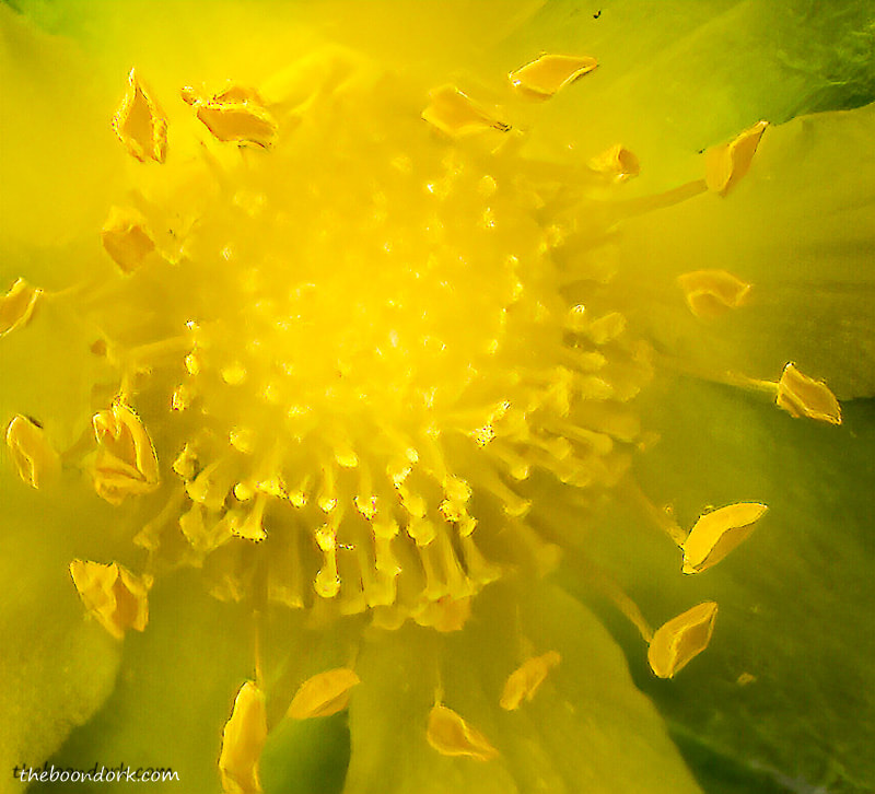 Yellow flower close up