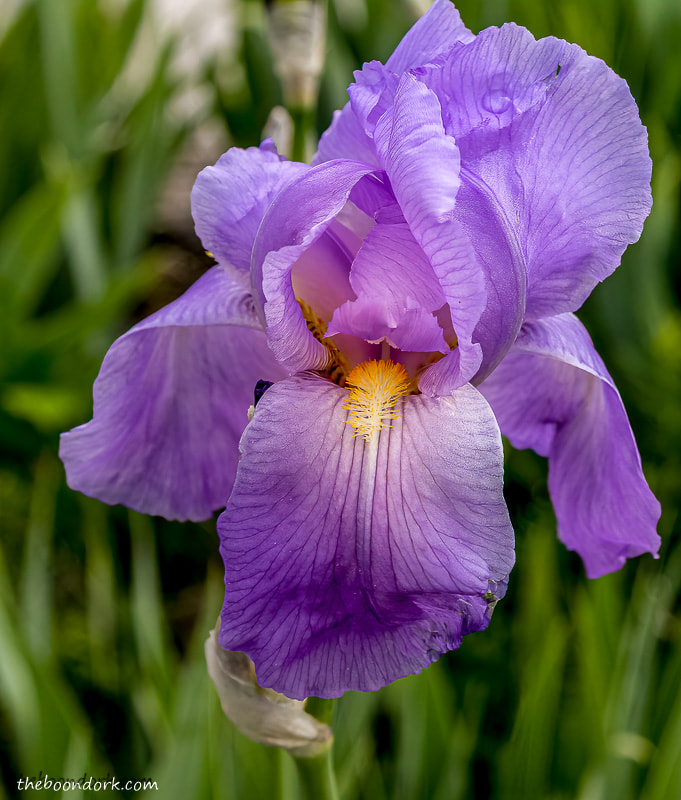 Purple iris Denver Colorado