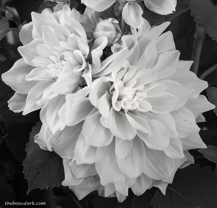 Black-and-white Flower Denver Colorado