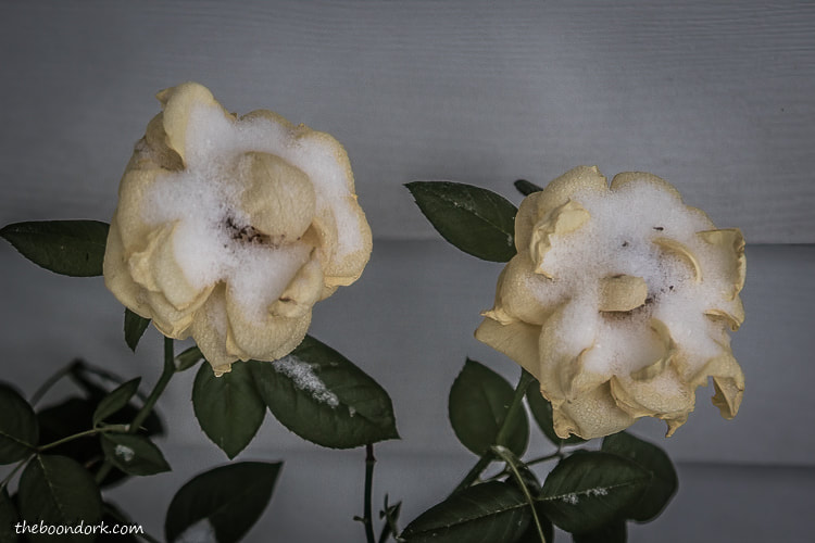 Snow-covered roses Denver Colorado