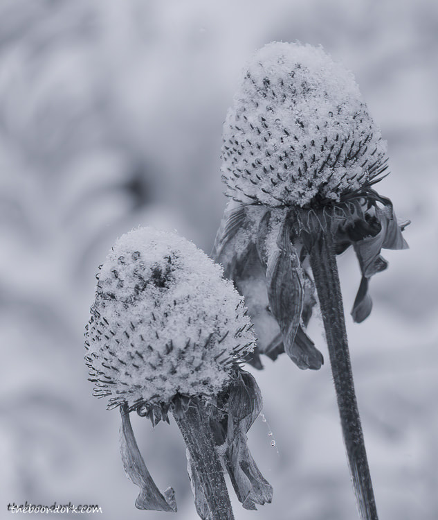 Snow-covered flowers Denver Colorado