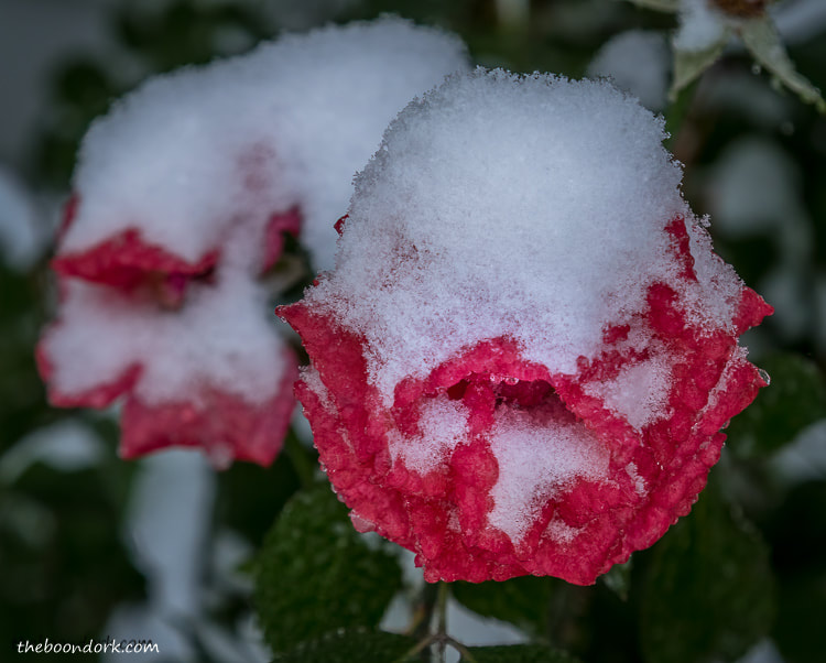 Roses in the winter Denver Colorado