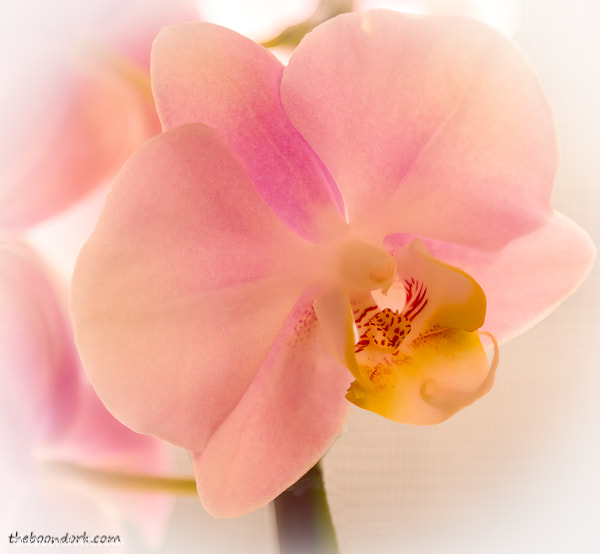 Pink orchid Denver Colorado