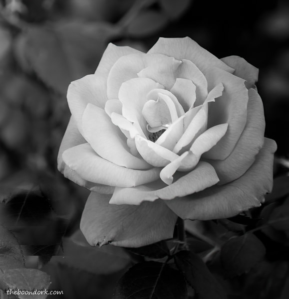 White Rose Denver Colorado