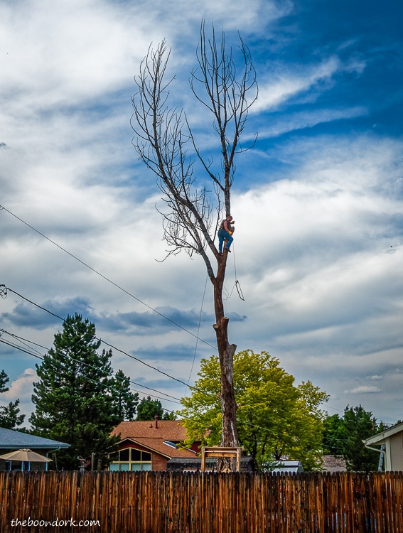 Dead tree removal Denver Colorado