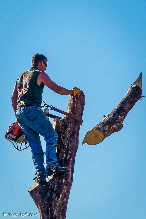 Removing a large dead tree in Denver Colorado