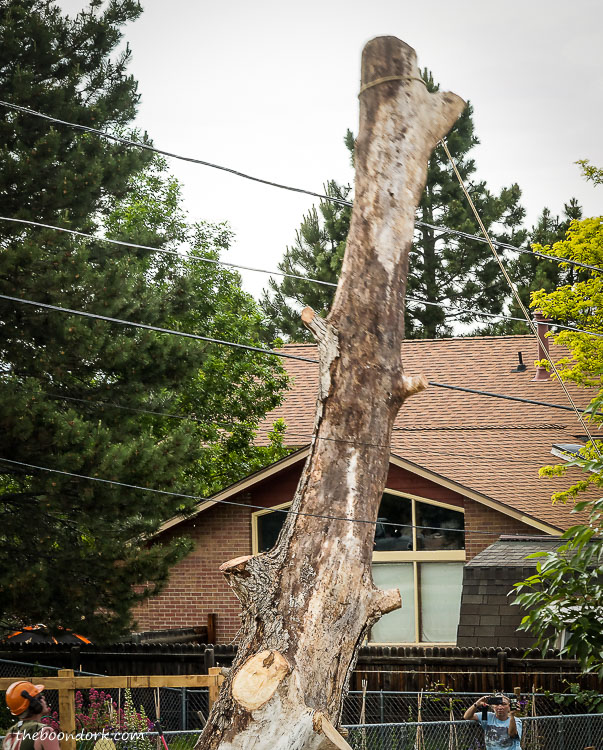 Cutting a large tree in Denver Colorado