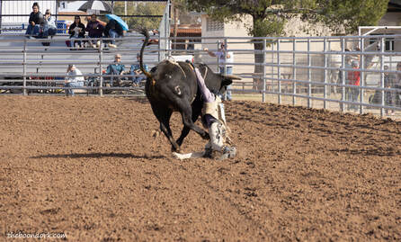Junior high school bull rider Picture