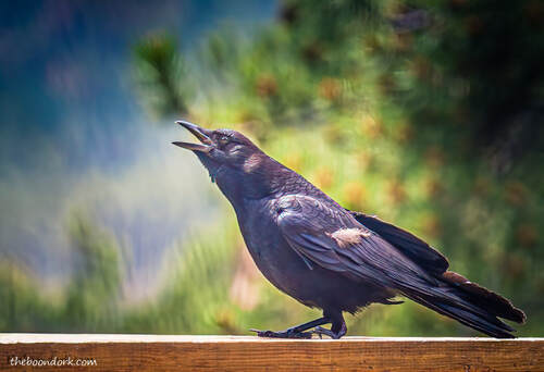 One footed crow Picture