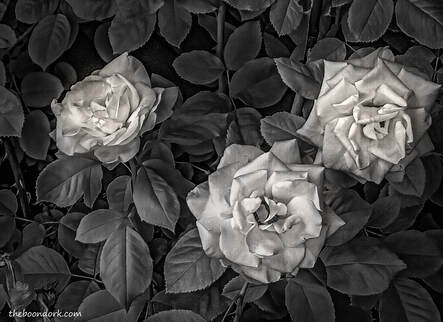 Infrared roses Picture