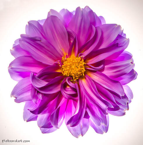 Purple flower Denver Colorado Picture