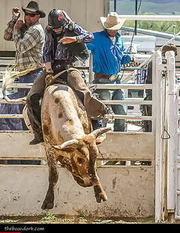 Bull riding Picture