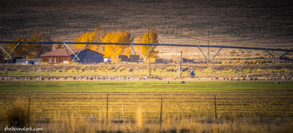 Sandhill cranes Montevista Colorado Picture