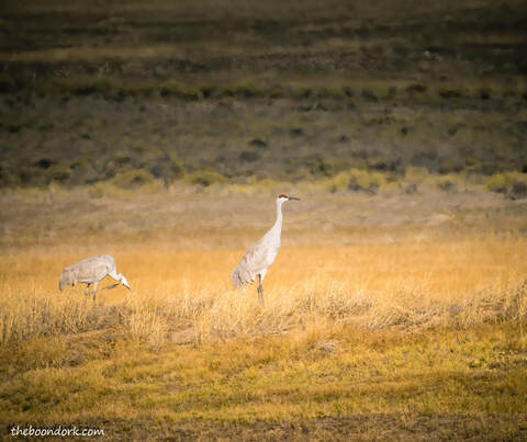 Sandhill cranes Colorado Picture
