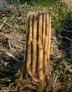 Saguaro skeleton Picture
