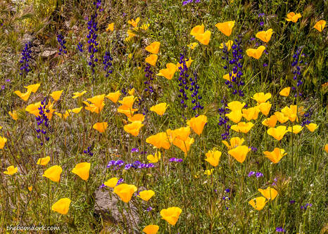 Wild poppies Picture