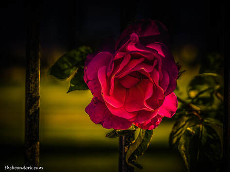 Sunset rose Picture