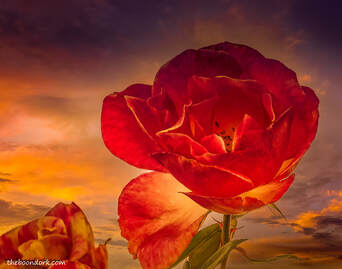 Rose of the sunset Picture