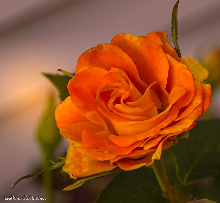 Orange rose Denver Colorado Picture
