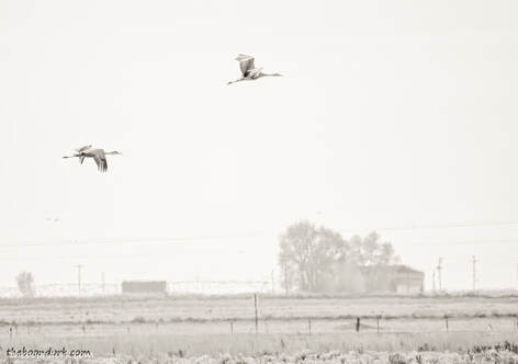 Flying cranes Picture