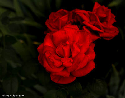 Red roses Picture