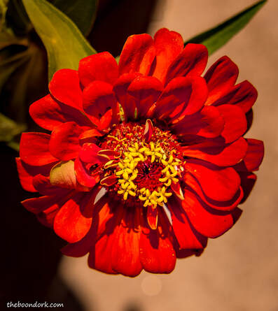Red flower Picture