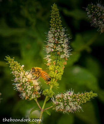 Honeybee Denver Colorado  Picture