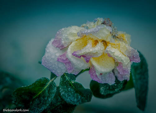 Ice covered rose Denver Colorado Picture