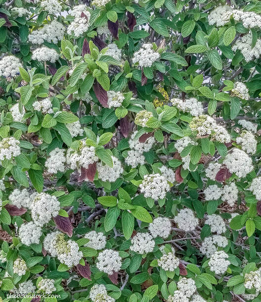 Flowering bush Picture